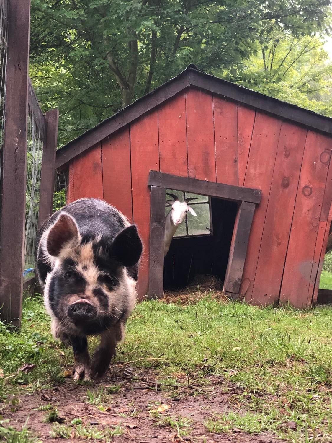 Willa The Renovated Barn At Seneca Rocks Zewnętrze zdjęcie