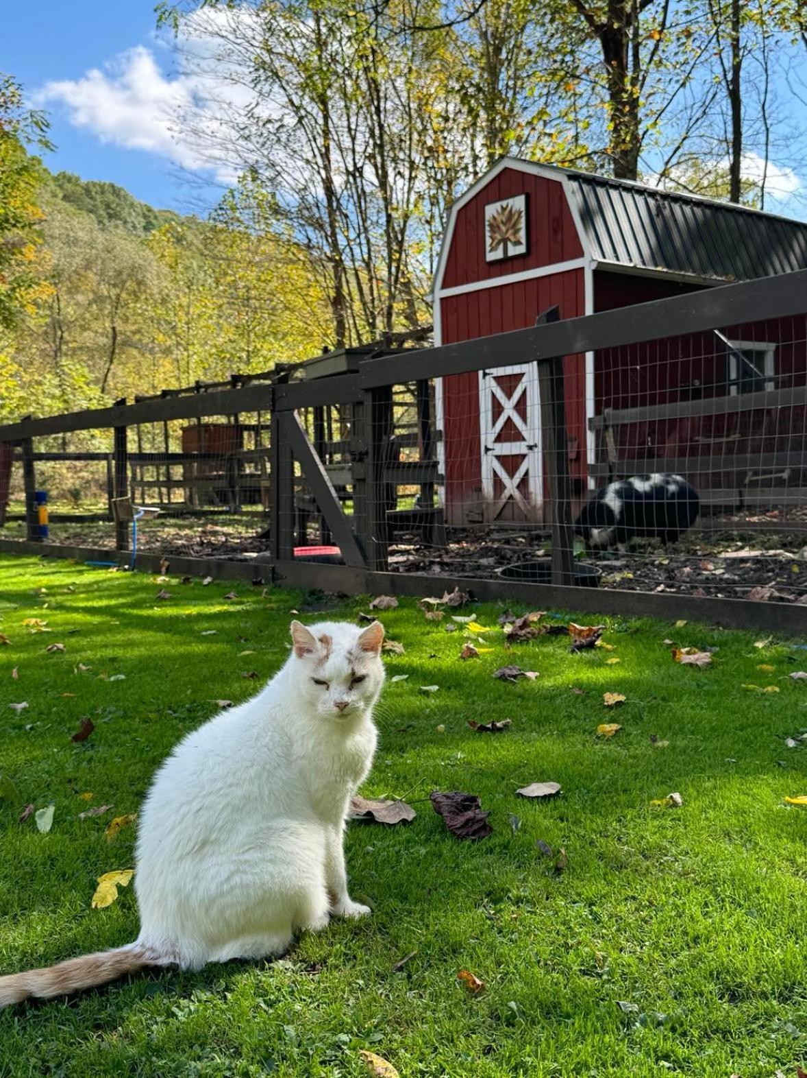 Willa The Renovated Barn At Seneca Rocks Zewnętrze zdjęcie